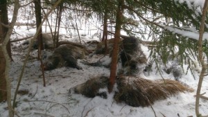 Pilt räägib rohkem kui tuhat sõna. «Metsas valitses haudvaikus ja laibalehk,» kirjeldas Pikasilla lähedal metsas avanevat pilti selle lehele saatnud inimene. Foto: Erakogu